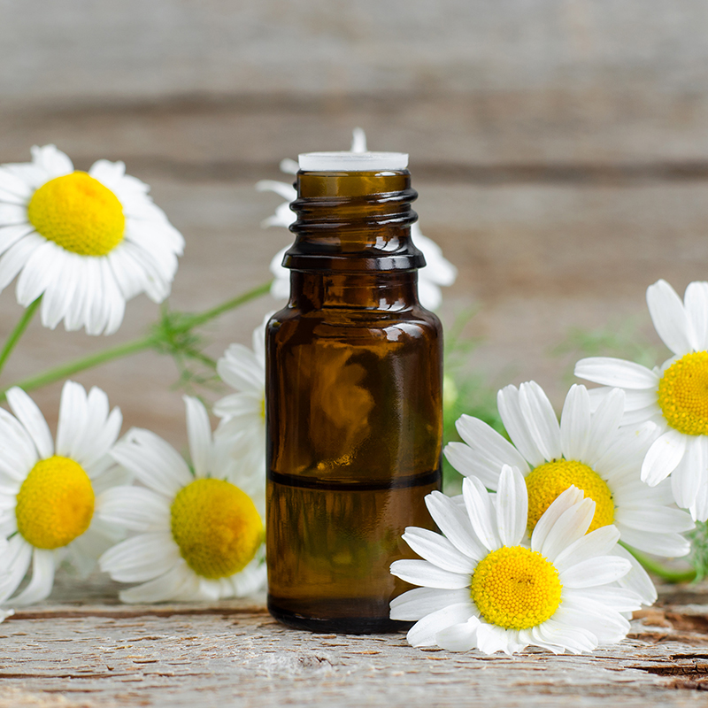 Tinh dầu Hoa Cúc Nguyên Chất 30% | Daisy Flower Oil Pure 30%