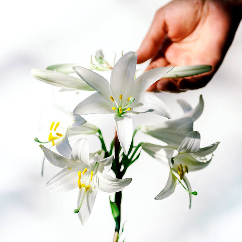 Tinh Dầu Hoa Ly Ly Nguyên Chất | Lily Flower Oil Pure 30%
